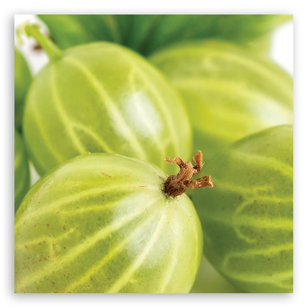 Emaga Obraz na płótnie, Agrest owoce - 60x60